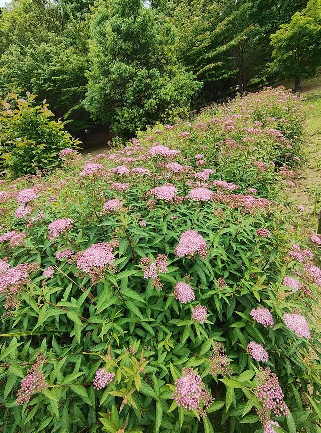 ありがとうございます｜写メ日記｜こまち｜鶯谷 ぽっちゃりデリヘル 豊満熟女