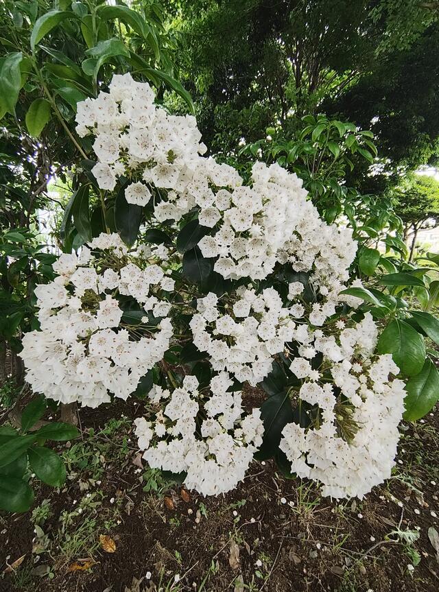 ありがとうございます｜写メ日記｜こまち｜鶯谷 ぽっちゃりデリヘル 豊満熟女