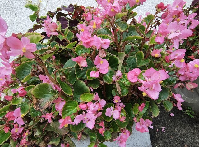 ありがとうございます｜写メ日記｜こまち｜鶯谷 ぽっちゃりデリヘル 豊満熟女