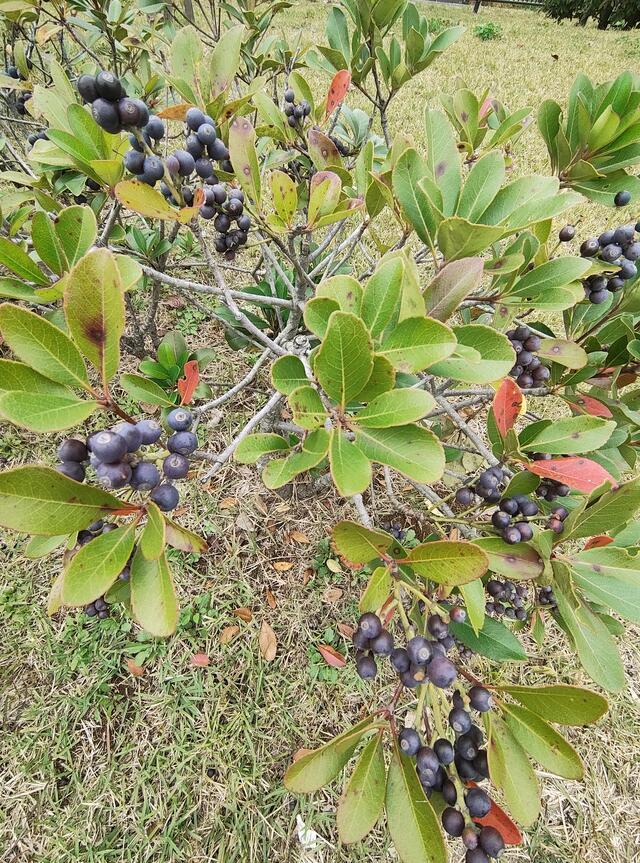 ありがとうございます｜写メ日記｜こまち｜鶯谷 ぽっちゃりデリヘル 豊満熟女