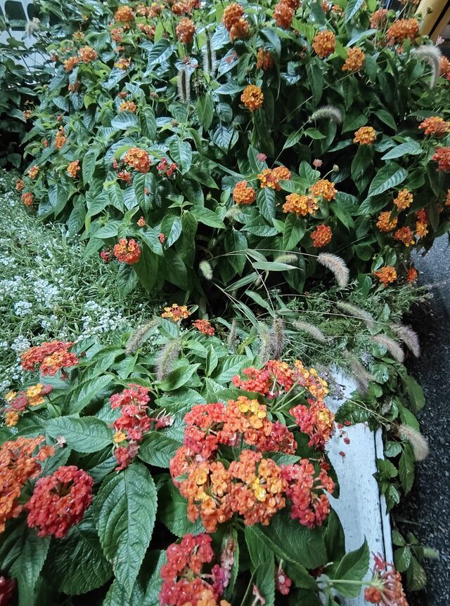 ありがとうございます｜写メ日記｜こまち｜鶯谷 ぽっちゃりデリヘル 豊満熟女