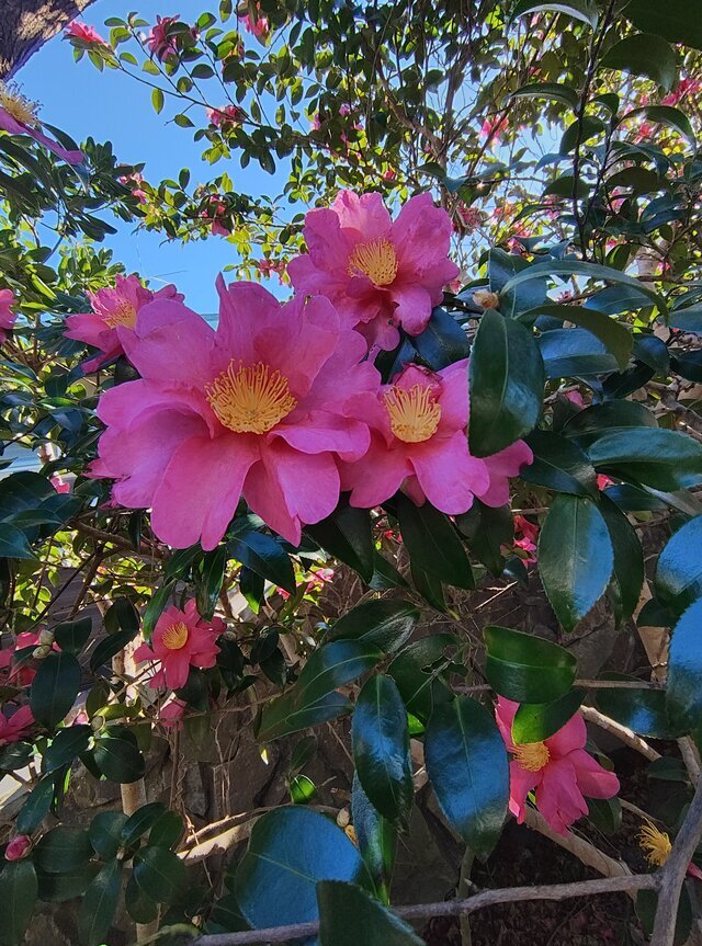 謹賀新年｜写メ日記｜こまち｜鶯谷 ぽっちゃりデリヘル 豊満熟女