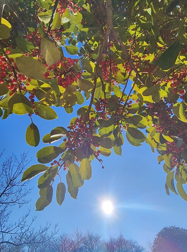 ありがとうございます｜写メ日記｜こまち｜鶯谷 ぽっちゃりデリヘル 豊満熟女