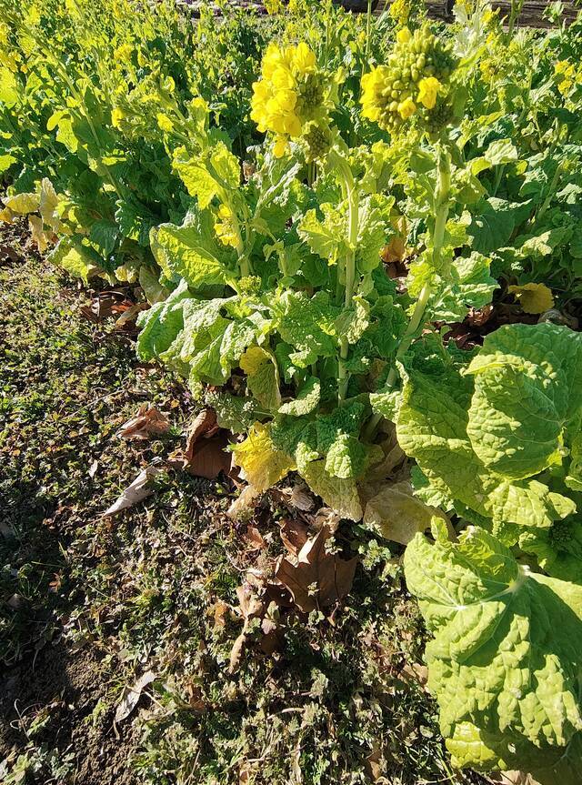 ありがとうございます｜写メ日記｜こまち｜鶯谷 ぽっちゃりデリヘル 豊満熟女