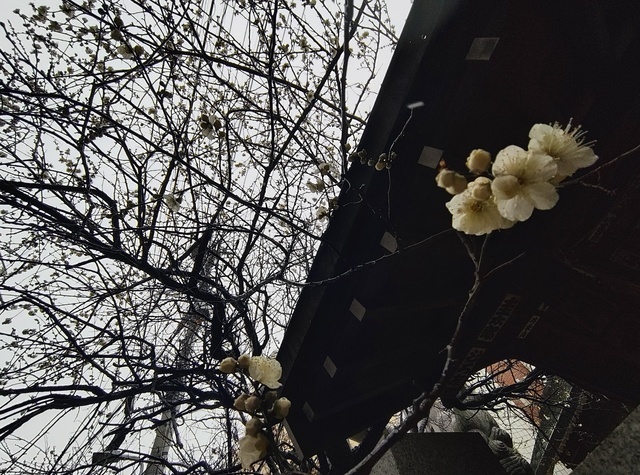 ありがとうございます