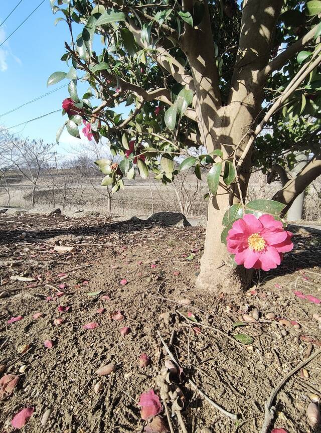 ありがとうございます｜写メ日記｜こまち｜鶯谷 ぽっちゃりデリヘル 豊満熟女