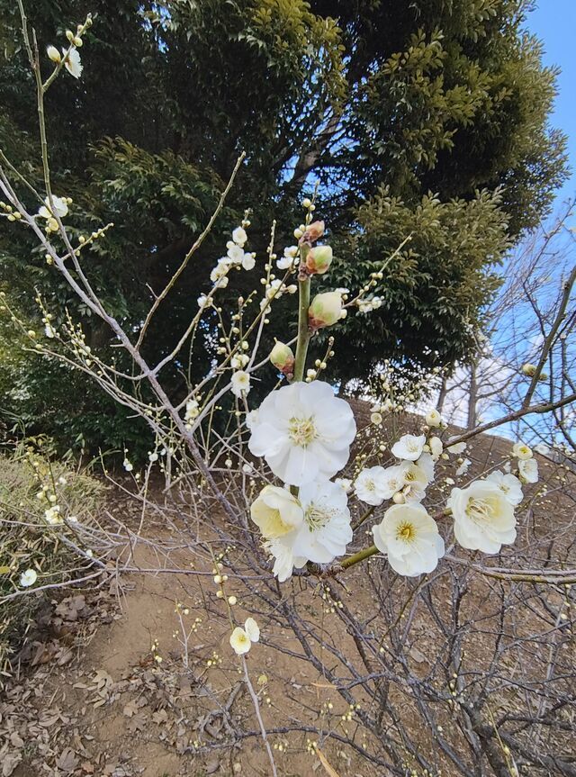 ありがとうございます｜写メ日記｜こまち｜鶯谷 ぽっちゃりデリヘル 豊満熟女