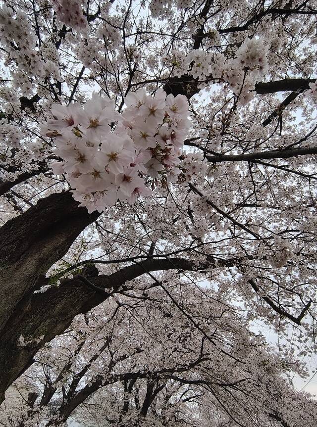 ありがとうございます｜写メ日記｜こまち｜鶯谷 ぽっちゃりデリヘル 豊満熟女
