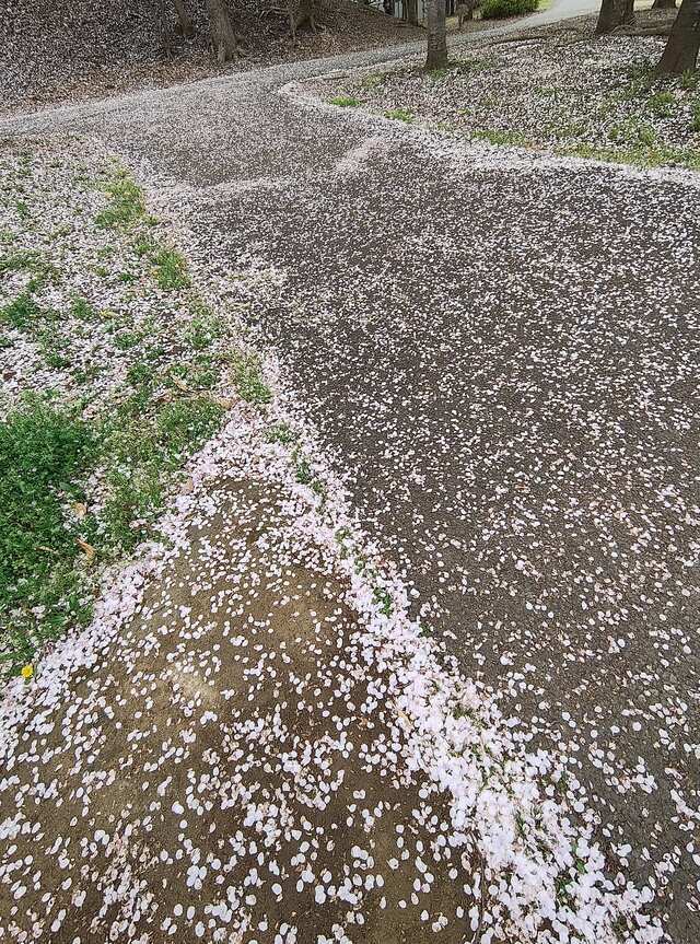 ありがとうございます｜写メ日記｜こまち｜鶯谷 ぽっちゃりデリヘル 豊満熟女
