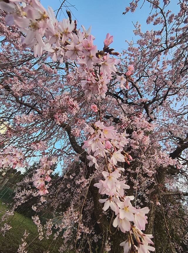 ありがとうございます｜写メ日記｜こまち｜鶯谷 ぽっちゃりデリヘル 豊満熟女