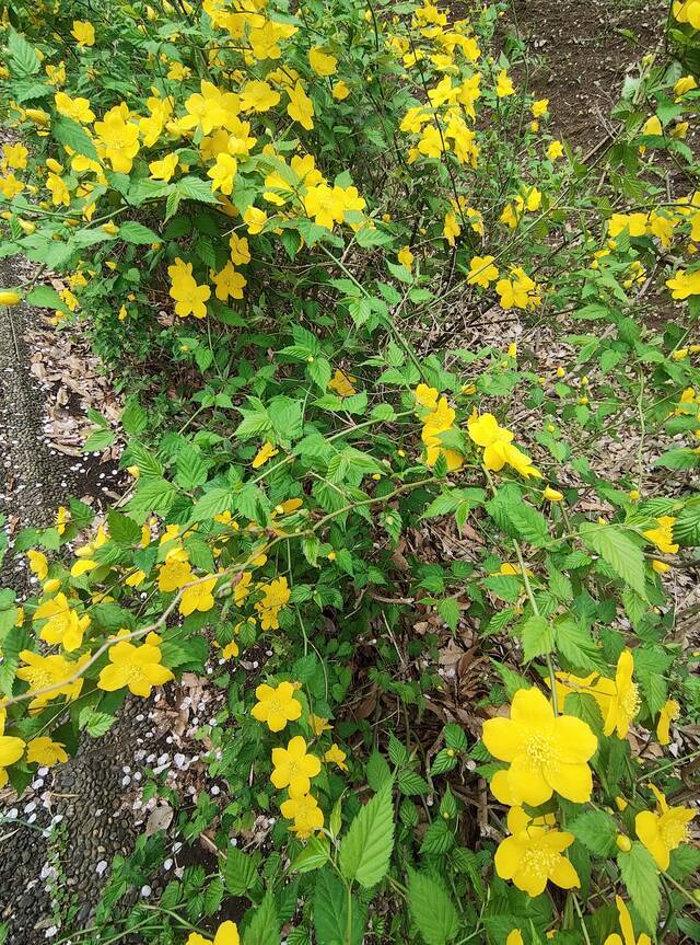 ありがとうこざいます