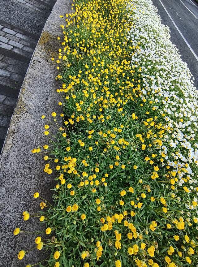 ありがとうございます｜写メ日記｜こまち｜鶯谷 ぽっちゃりデリヘル 豊満熟女