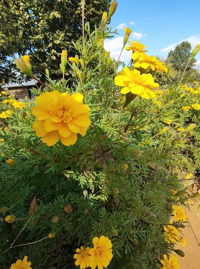 ありがとうございます｜写メ日記｜こまち｜鶯谷 ぽっちゃりデリヘル 豊満熟女