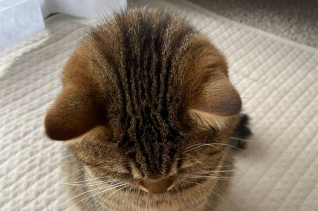 ごめんなさい｜写メ日記｜えつこ｜鶯谷 ぽっちゃりデリヘル 豊満熟女