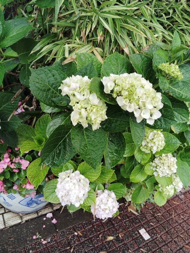 えっちすけっちワンタッチ｜写メ日記｜れん｜鶯谷 ぽっちゃりデリヘル 豊満熟女