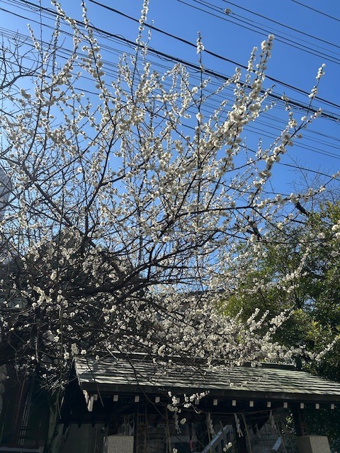 日中20度越え｜写メ日記｜ようこ｜鶯谷 ぽっちゃりデリヘル 豊満熟女