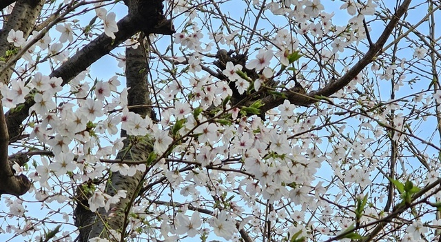 本日出勤致します！｜写メ日記｜たえ｜鶯谷 ぽっちゃりデリヘル 豊満熟女