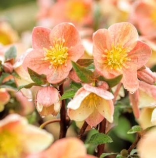 おはようございます