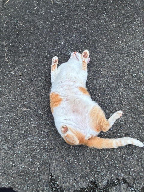 ちいかわパークに行きたいんだよぉ〜！！｜写メ日記｜そら｜鶯谷 ぽっちゃりデリヘル 豊満熟女