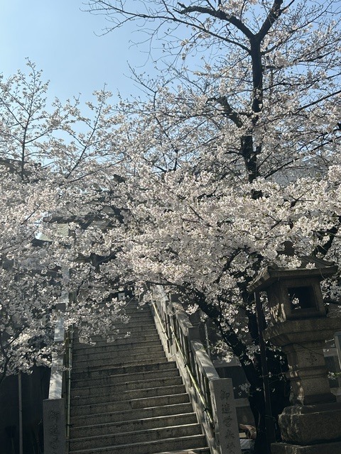 桜が満開です｜写メ日記｜やよい｜鶯谷 ぽっちゃりデリヘル 豊満熟女