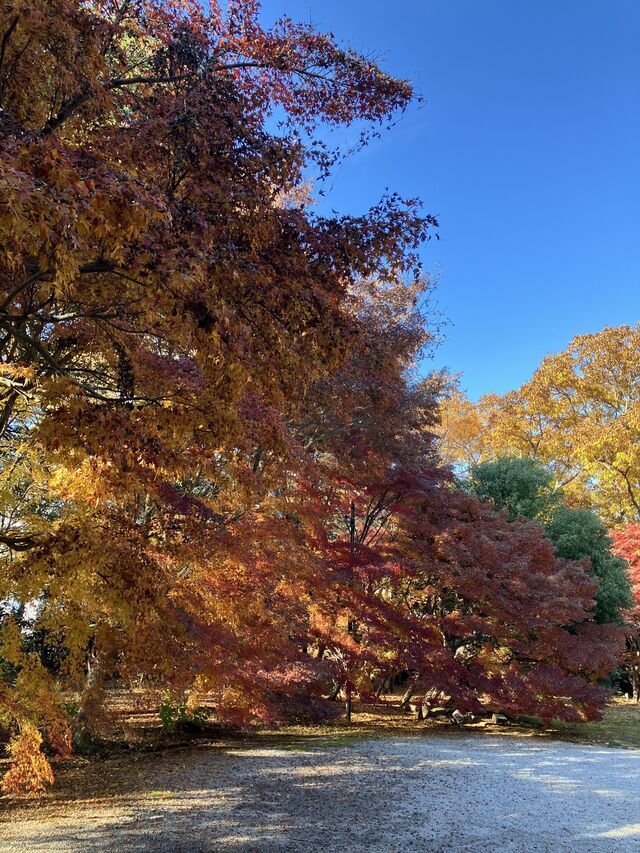 秋🧡｜写メ日記｜ゆい｜鶯谷 ぽっちゃりデリヘル ミラクル☆ハニー