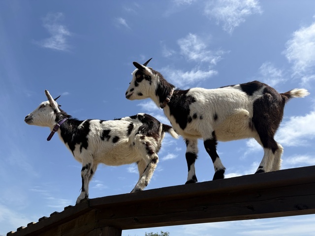 夏到来☀️🌻｜写メ日記｜ゆい｜鶯谷 ぽっちゃりデリヘル ミラクル☆ハニー