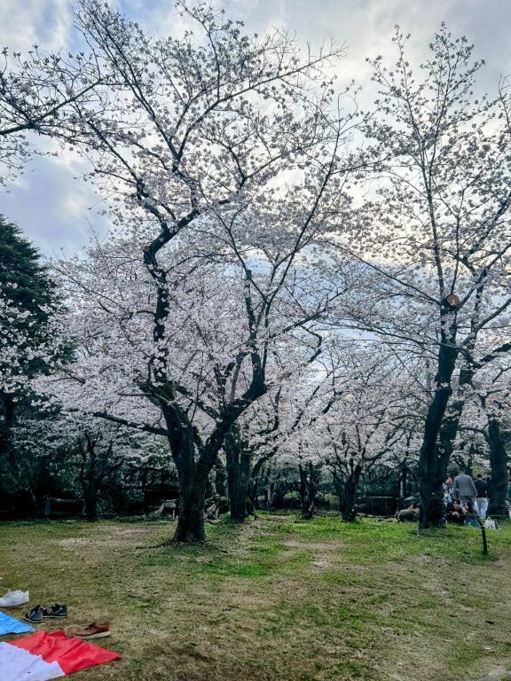 あいり(･∀･)お花見！｜写メ日記｜あいり｜鶯谷 ぽっちゃりデリヘル ミラクル☆ハニー