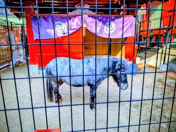 あいり(･∀･)神馬あかりちゃん｜写メ日記｜あいり｜鶯谷 ぽっちゃりデリヘル ミラクル☆ハニー