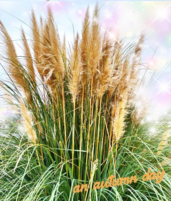 おはようございます｜写メ日記｜れいこ｜新宿 人妻デリヘル 新宿・新大久保おかあさん