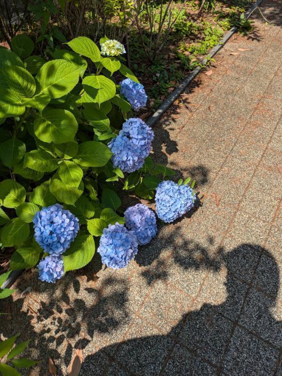 本日出勤します｜写メ日記｜ゆず｜新宿 人妻デリヘル 新宿・新大久保おかあさん