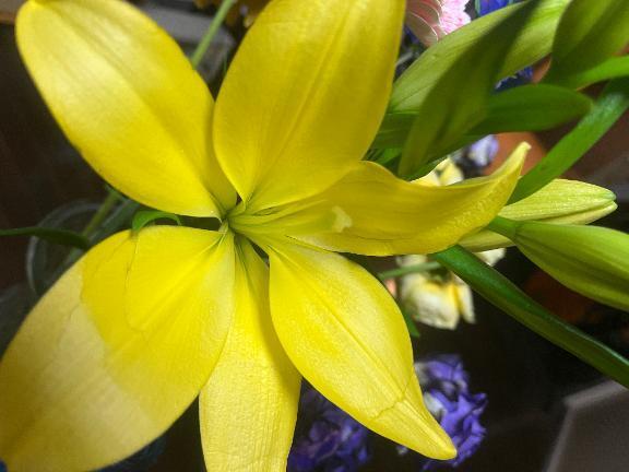 明日出勤します｜写メ日記｜はな｜新宿 人妻デリヘル 新宿・新大久保おかあさん