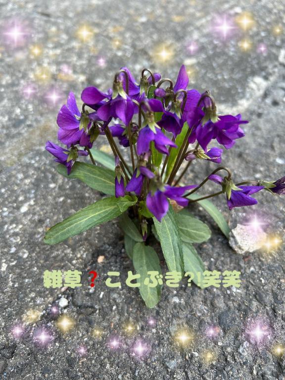WEST暮里王子お久しぶりでございます｜写メ日記｜ことぶき｜新宿 人妻デリヘル 新宿・新大久保おかあさん