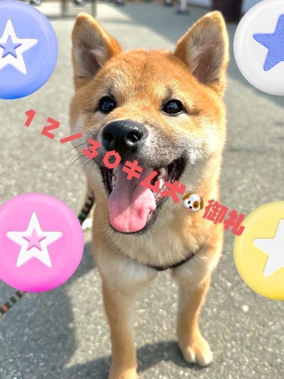 １２／３０キム犬御礼｜写メ日記｜ことぶき｜新宿 人妻デリヘル 新宿・新大久保おかあさん