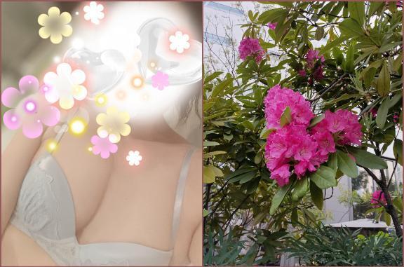 ありがとうございました｜写メ日記｜ことね｜新宿 人妻デリヘル 新宿・新大久保おかあさん