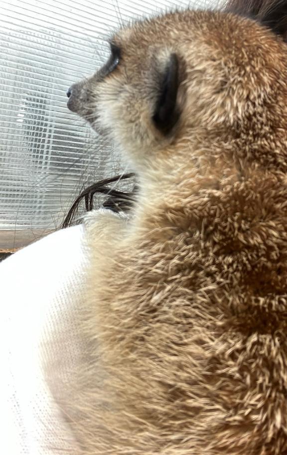 動物苦手でしたらごめんなさい🙏｜写メ日記｜めい｜新宿 人妻デリヘル 新宿・新大久保おかあさん