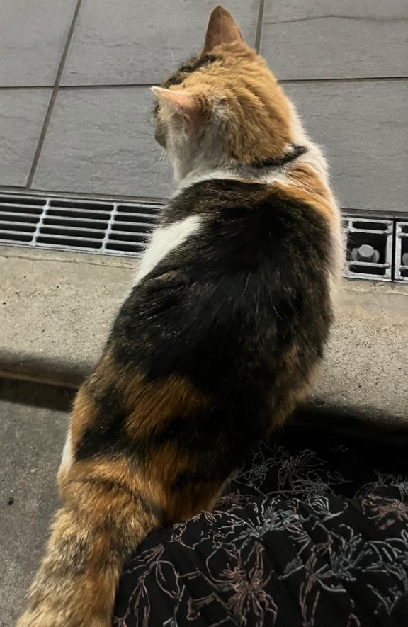 5月ありがとうございました💓｜写メ日記｜めい｜新宿 人妻デリヘル 新宿・新大久保おかあさん