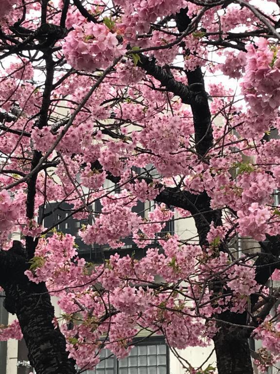 さくら🌸｜写メ日記｜さき｜新宿 人妻デリヘル 新宿・新大久保おかあさん