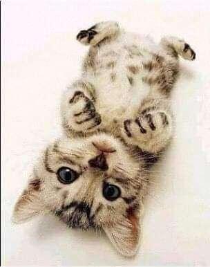 [お題]from:ナポレオンさん｜写メ日記｜そのみ｜新宿 人妻デリヘル 新宿・新大久保おかあさん