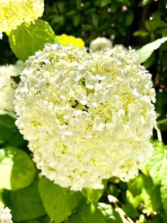 ６月１５日｜写メ日記｜みゆ｜新宿 人妻デリヘル 新宿・新大久保おかあさん