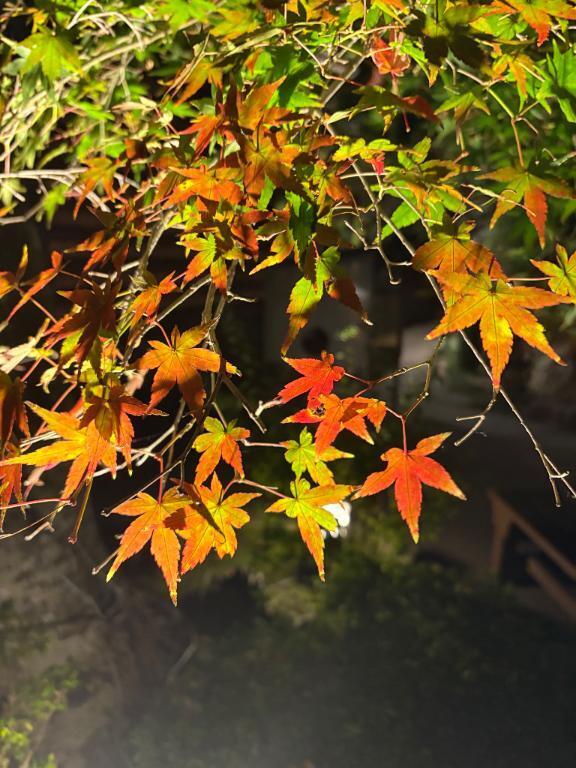 紅葉見に行きました