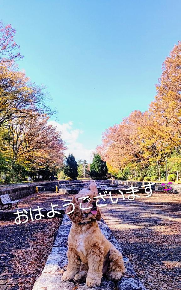 おはようございます｜写メ日記｜めぐみ｜新宿 人妻デリヘル 新宿・新大久保おかあさん