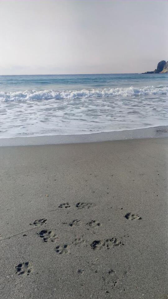 おはようございます｜写メ日記｜めぐみ｜新宿 人妻デリヘル 新宿・新大久保おかあさん