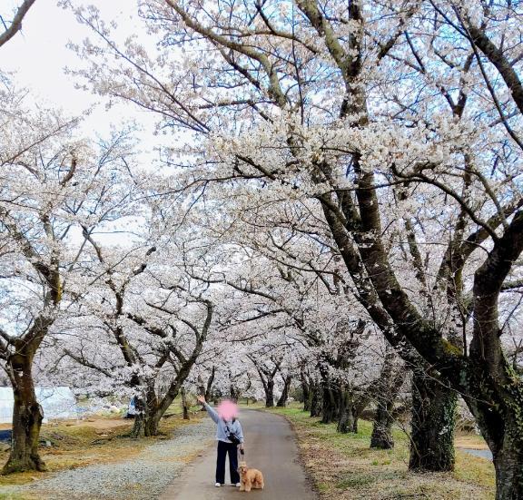 ３月も｜写メ日記｜めぐみ｜新宿 人妻デリヘル 新宿・新大久保おかあさん