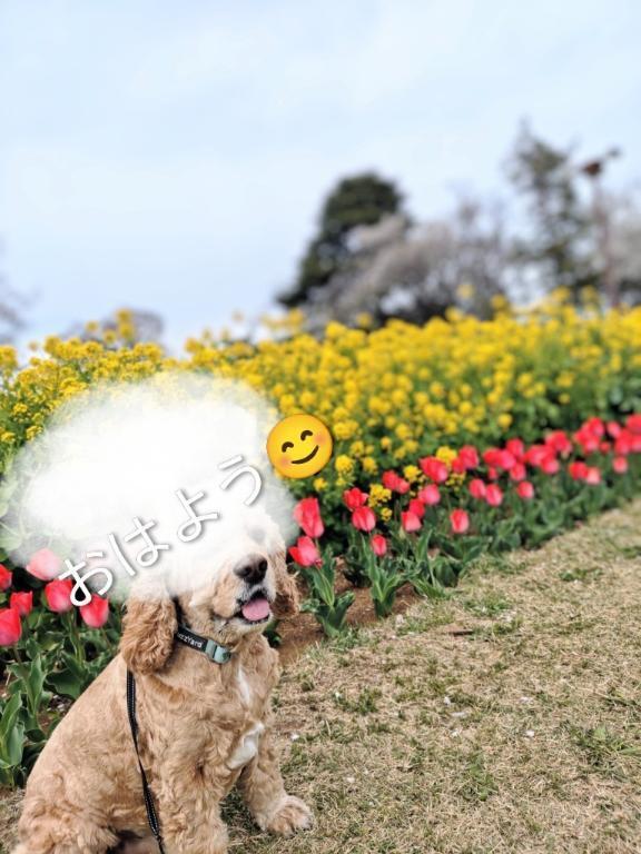 おはようございます｜写メ日記｜めぐみ｜新宿 人妻デリヘル 新宿・新大久保おかあさん