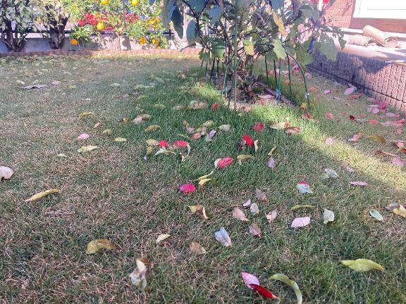 暖かい｜写メ日記｜ふみか｜新宿 人妻デリヘル 新宿・新大久保おかあさん