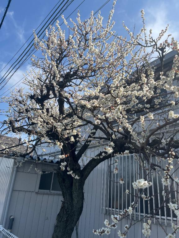 3月になりました