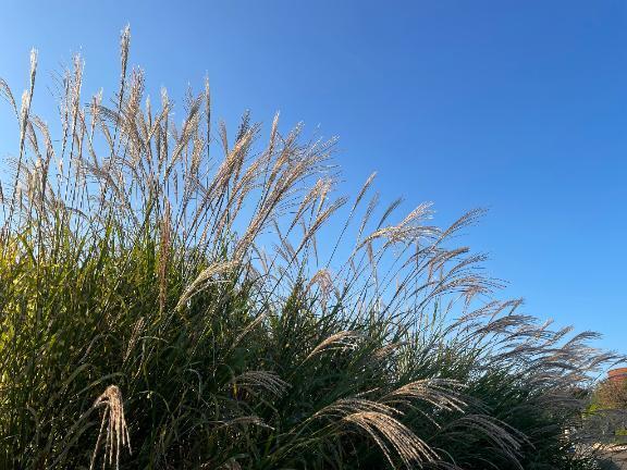 おはようございま〜す｜写メ日記｜こころ｜新宿 人妻デリヘル 新宿・新大久保おかあさん