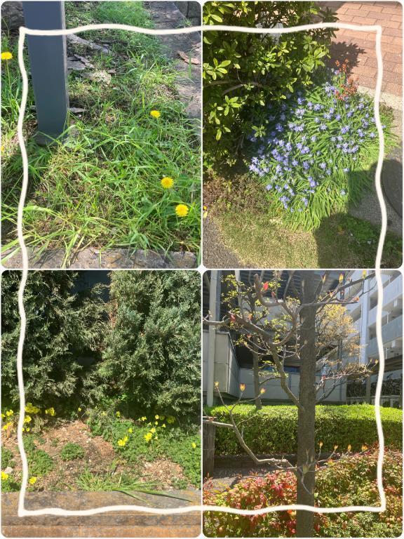 春ですねー！｜写メ日記｜こなつ｜新宿 人妻デリヘル 新宿・新大久保おかあさん