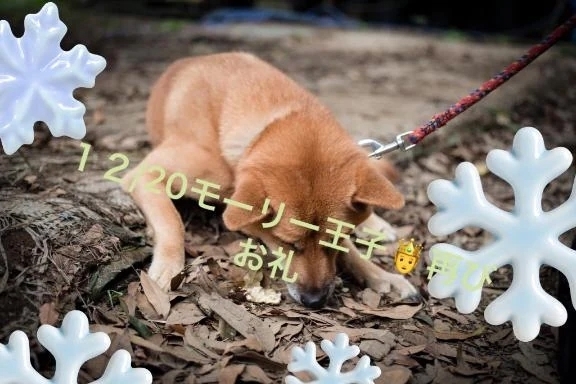 モーリー王子🤴再び〜⭐️｜写メ日記｜ことぶき｜池袋 人妻デリヘル 池袋おかあさん