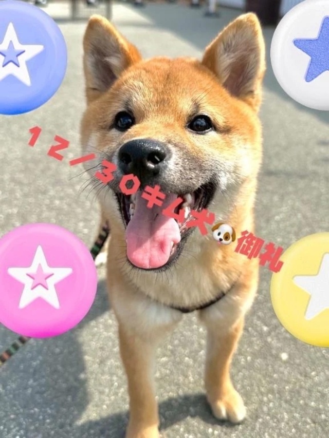 １２／３０キム犬御礼｜写メ日記｜ことぶき｜池袋 人妻デリヘル 池袋おかあさん